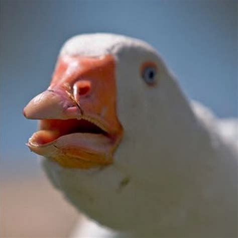 Dolan dark